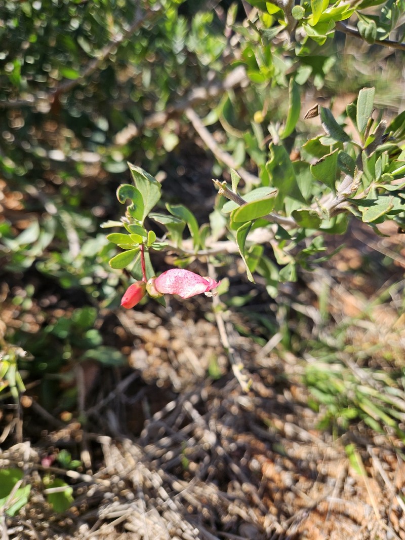 Eremophila maculata subsp. maculata photo 3
