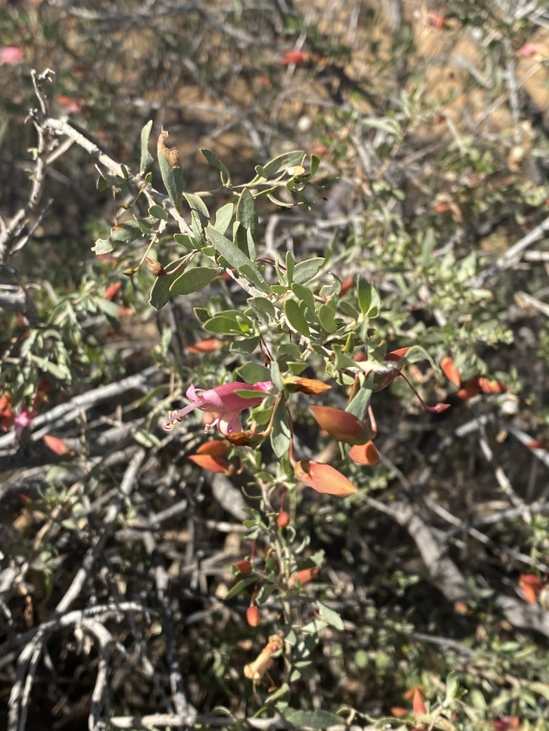 Eremophila maculata subsp. maculata photo 4