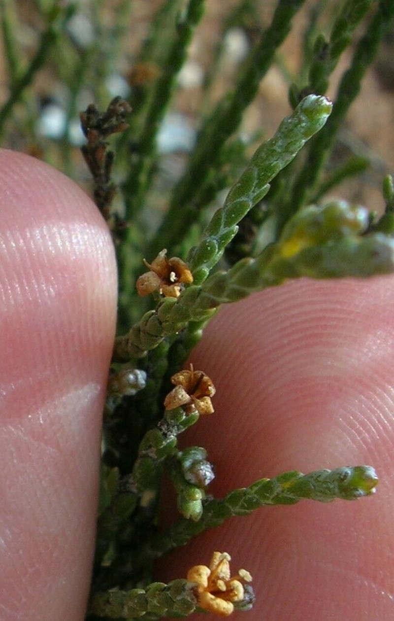 Eremophila microphylla