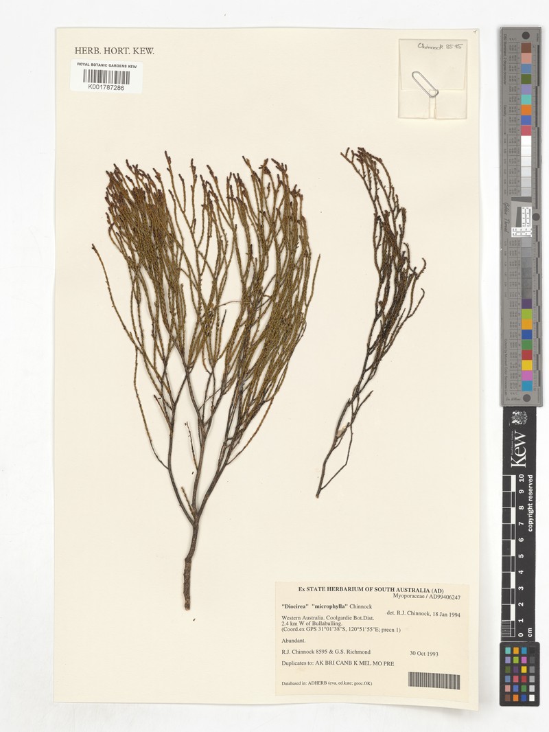 Eremophila microphylla photo 2