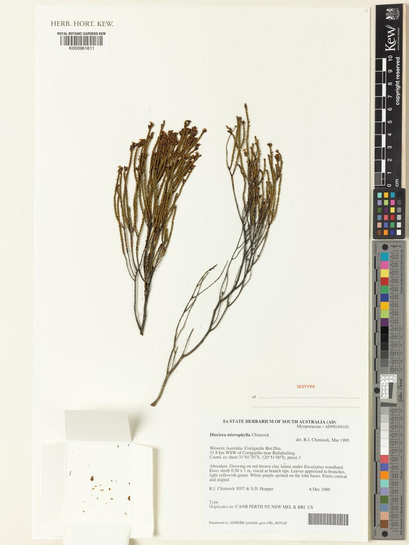 Eremophila microphylla photo 3