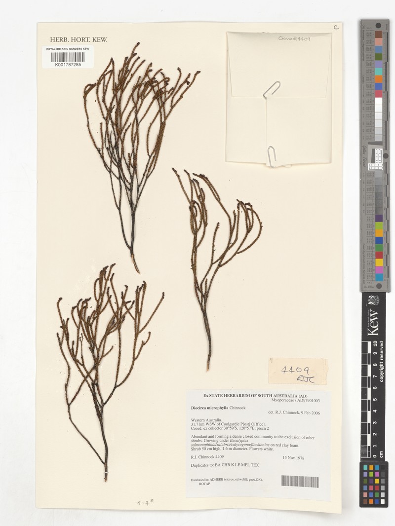 Eremophila microphylla photo 4