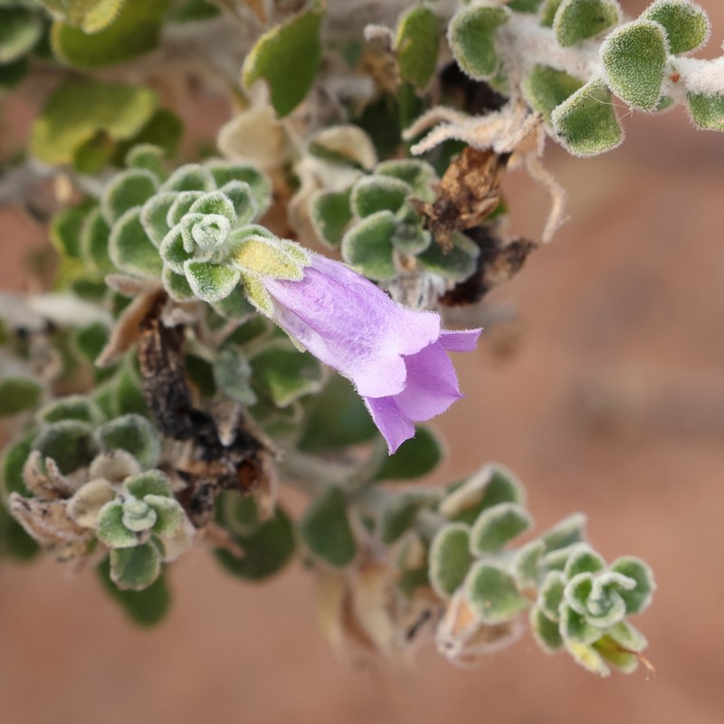 Eremophila obovata subsp. obovata