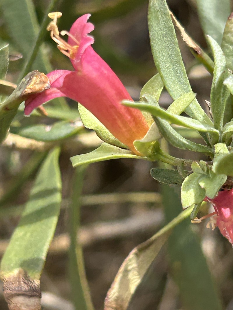 Eremophila oldfieldii subsp. oldfieldii