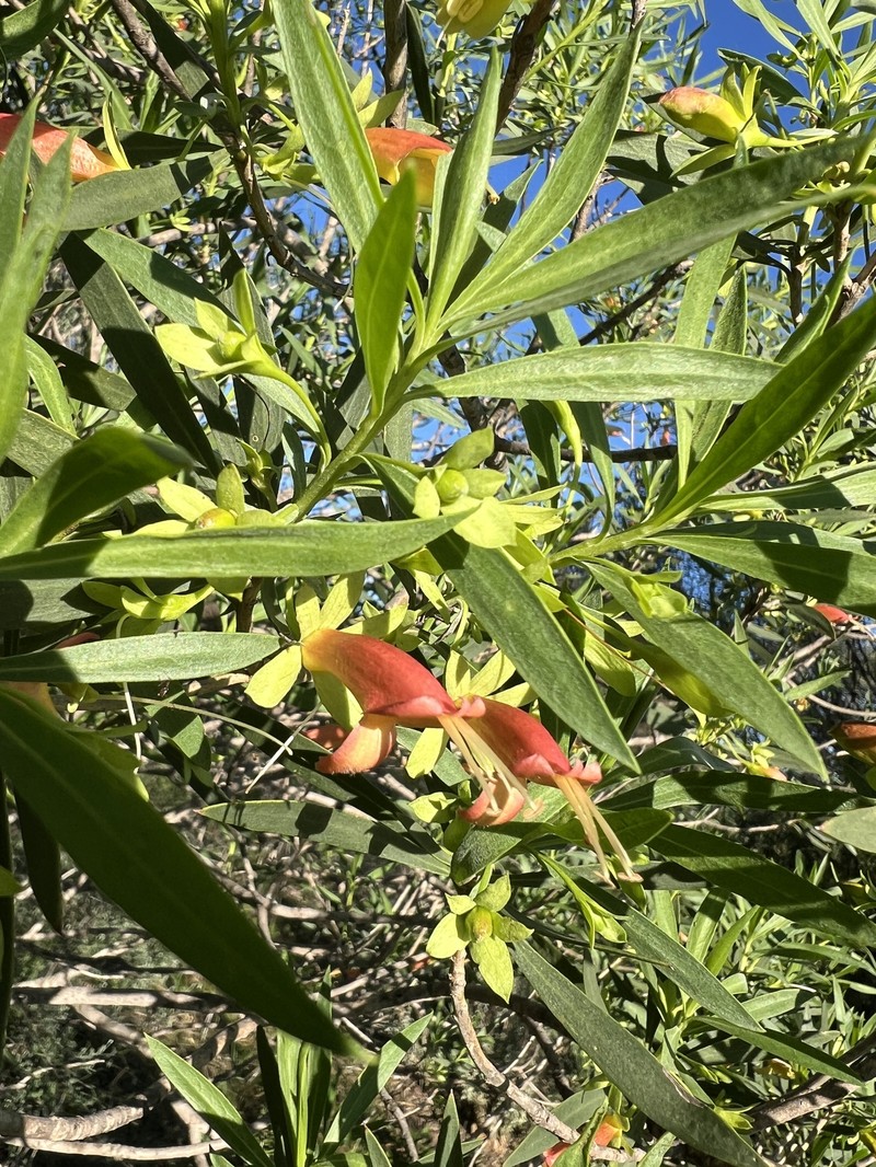Eremophila oldfieldii subsp. oldfieldii photo 2