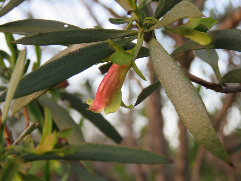 Eremophila oldfieldii subsp. oldfieldii photo 3