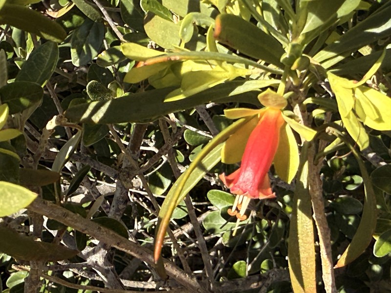 Eremophila oldfieldii subsp. oldfieldii photo 4