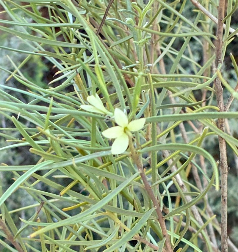 Eremophila oppositifolia subsp. oppositifolia