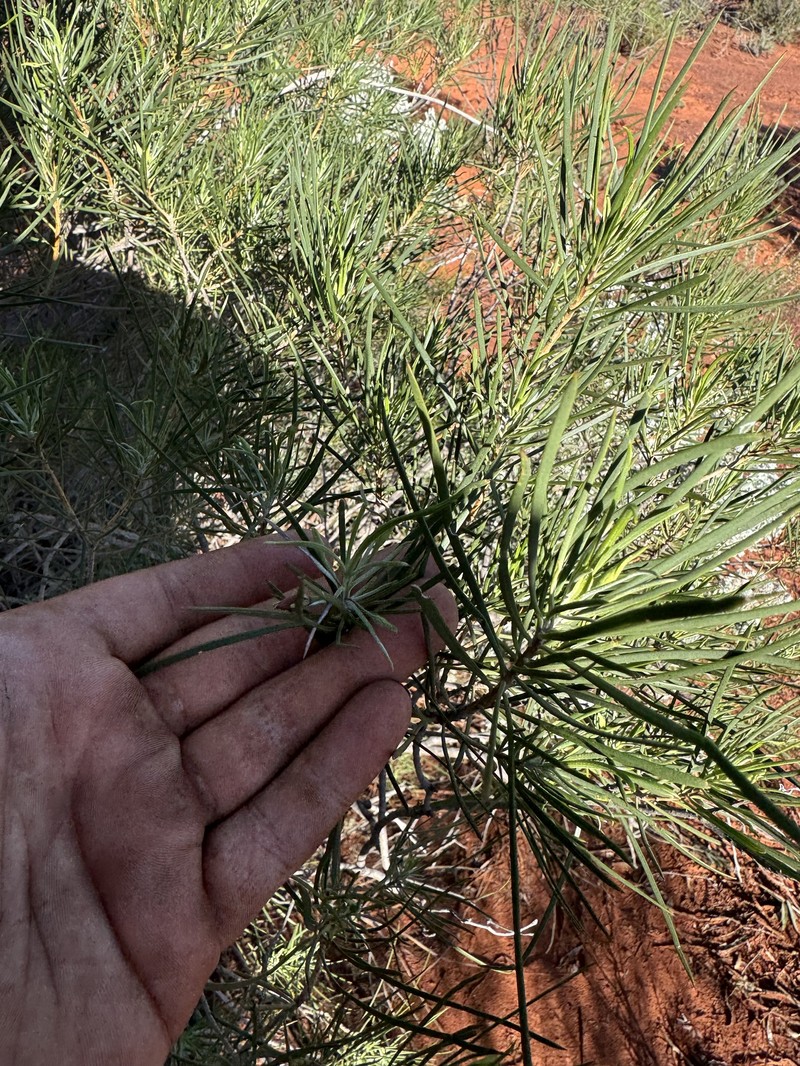 Eremophila oppositifolia subsp. oppositifolia photo 2