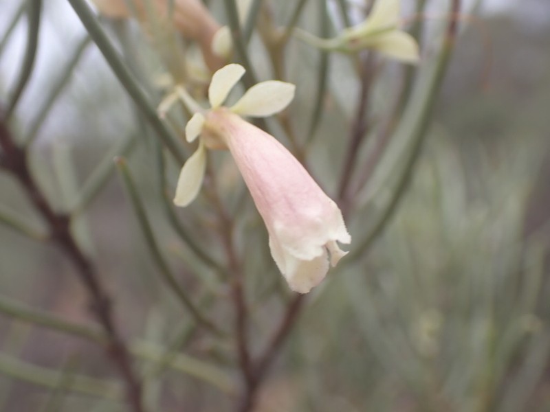 Eremophila oppositifolia subsp. oppositifolia photo 3