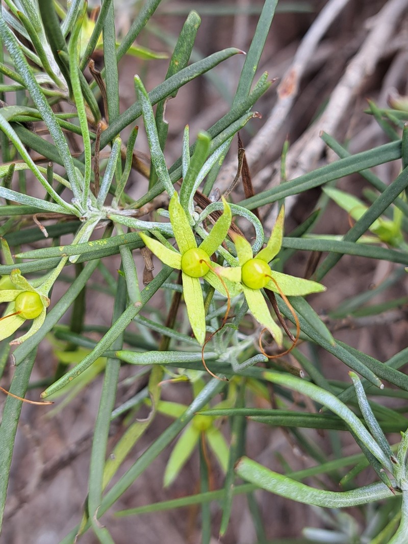 Eremophila oppositifolia subsp. oppositifolia photo 4