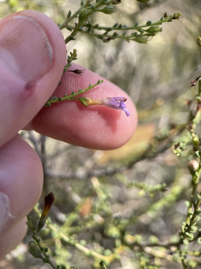 Eremophila parvifolia subsp. parvifolia