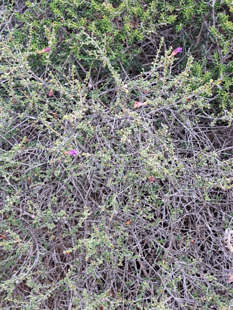 Eremophila parvifolia subsp. parvifolia photo 2