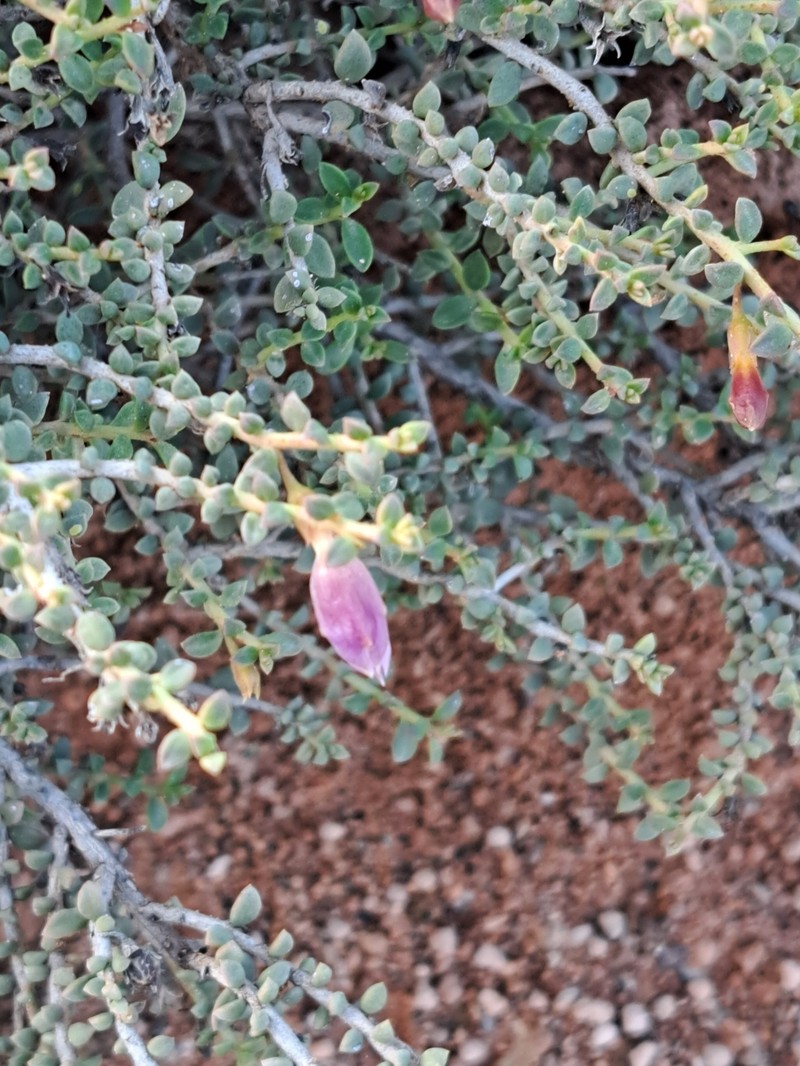 Eremophila parvifolia subsp. parvifolia photo 3