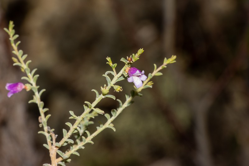 Eremophila parvifolia subsp. parvifolia photo 4
