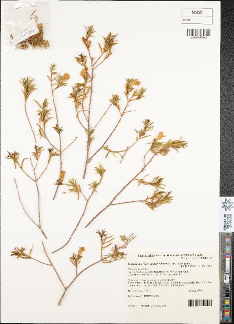 Eremophila petrophila subsp. petrophila
