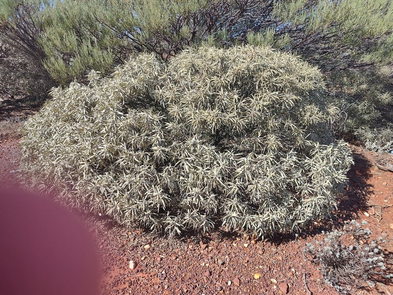 Eremophila phyllopoda subsp. phyllopoda