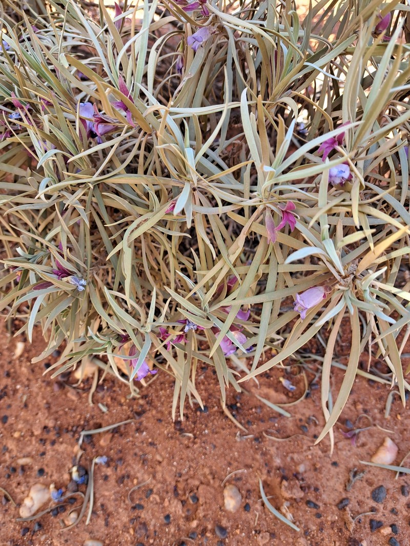 Eremophila phyllopoda subsp. phyllopoda photo 2