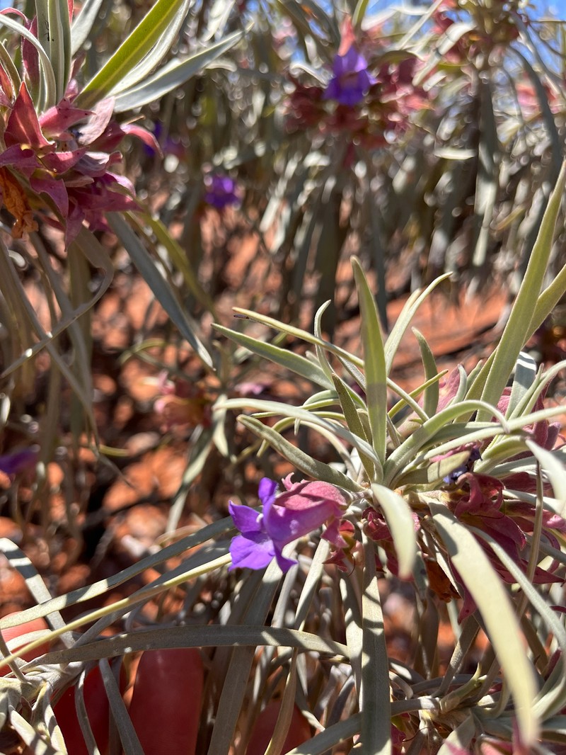 Eremophila phyllopoda subsp. phyllopoda photo 3