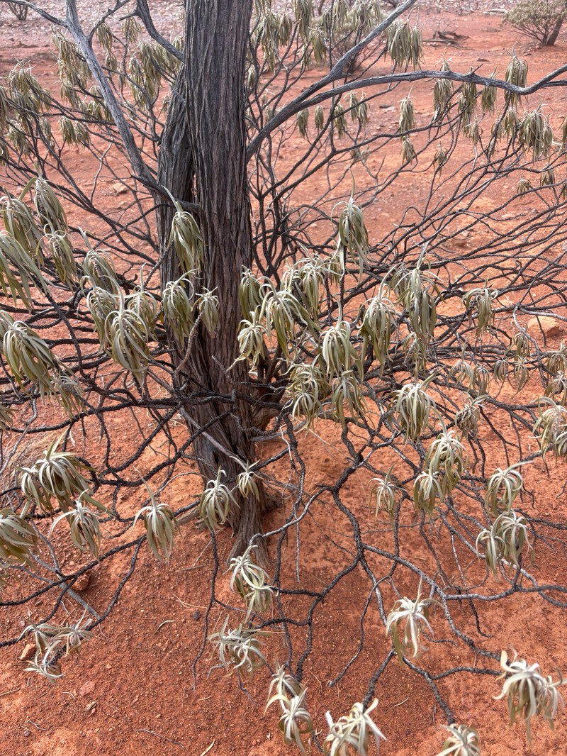 Eremophila phyllopoda subsp. phyllopoda photo 4