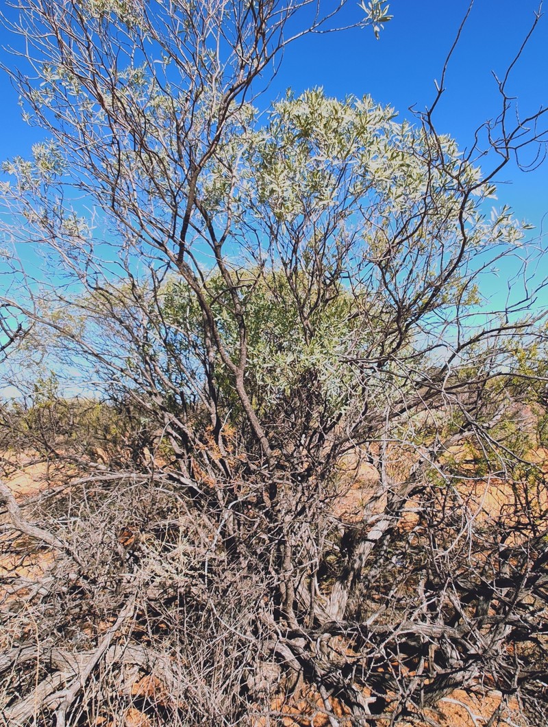 Eremophila platycalyx subsp. platycalyx photo 2