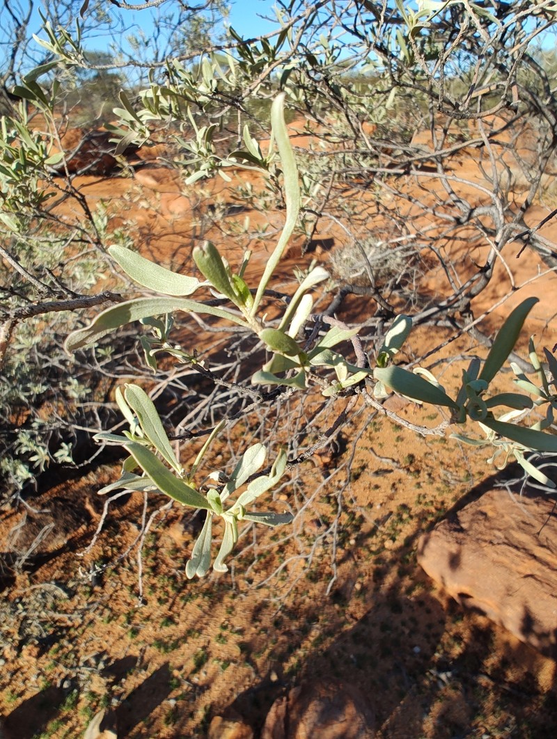 Eremophila platycalyx subsp. platycalyx photo 3