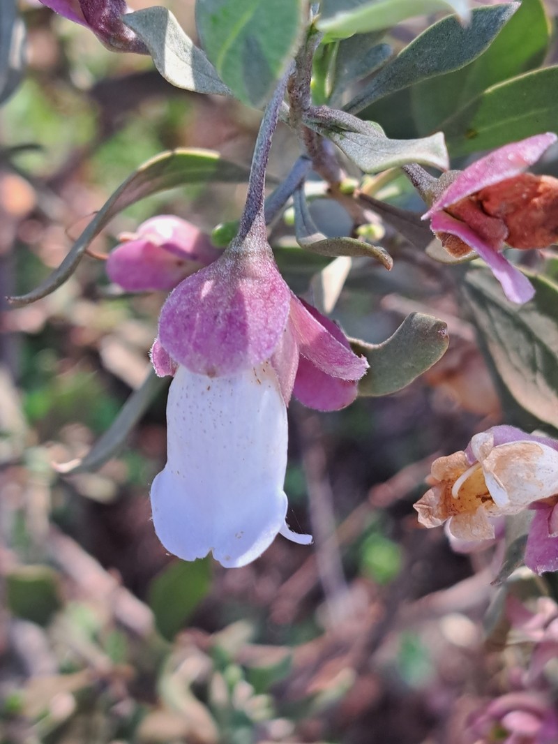 Eremophila platycalyx subsp. platycalyx photo 4