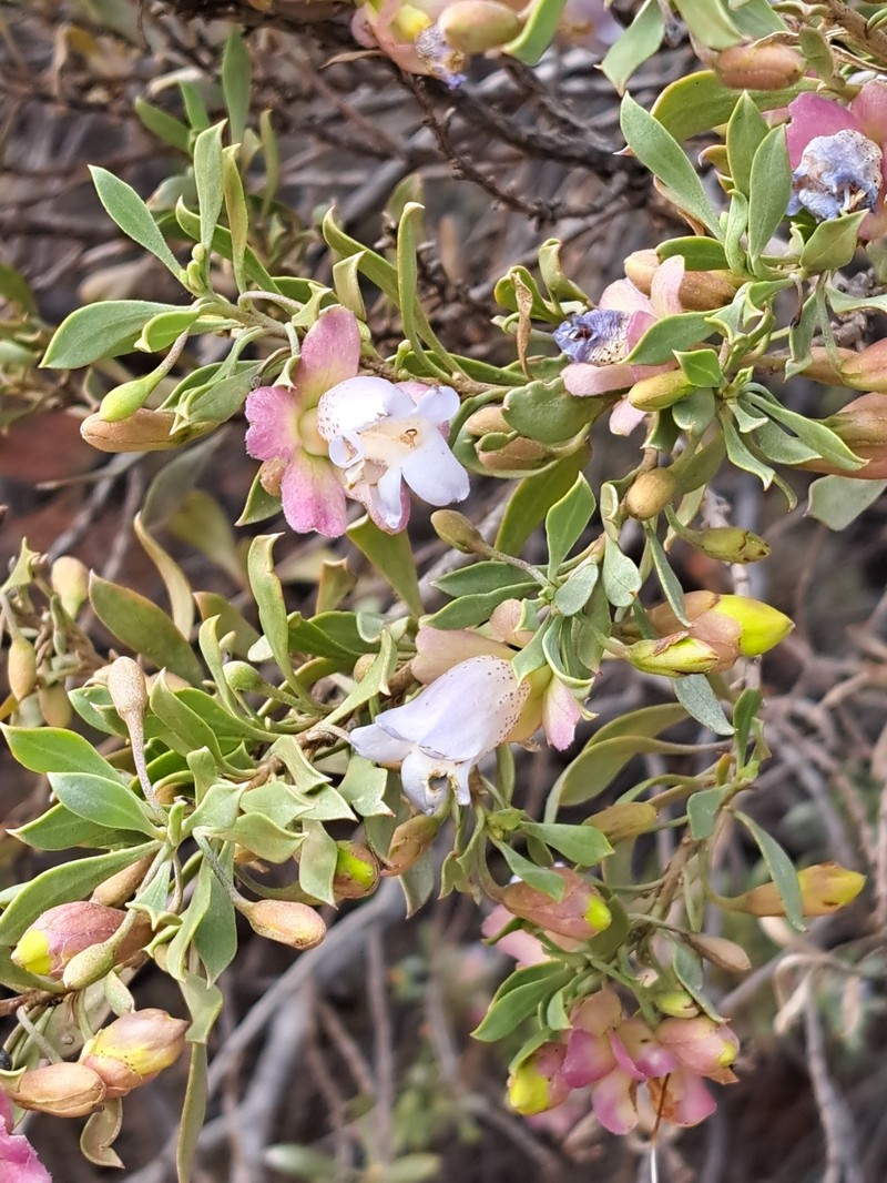 Eremophila platycalyx subsp. platycalyx photo 5