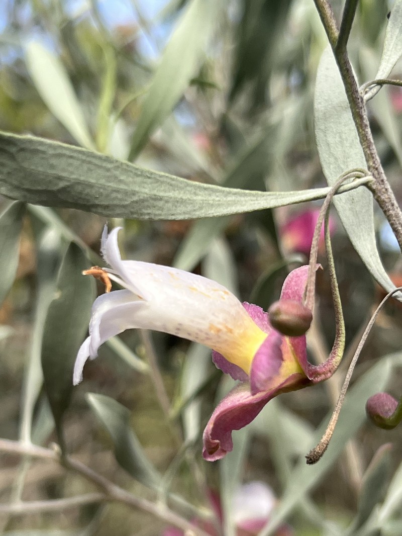 Eremophila platycalyx subsp. platycalyx