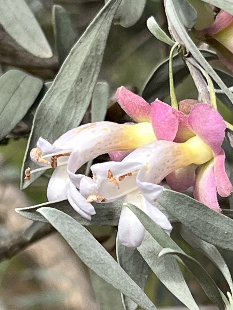 Eremophila platycalyx subsp. platycalyx photo 6
