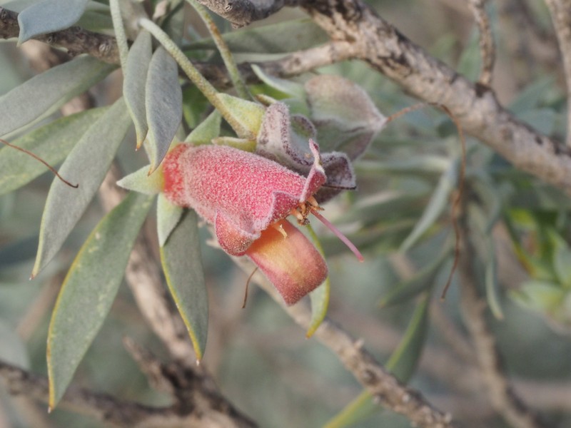 Eremophila pterocarpa subsp. pterocarpa