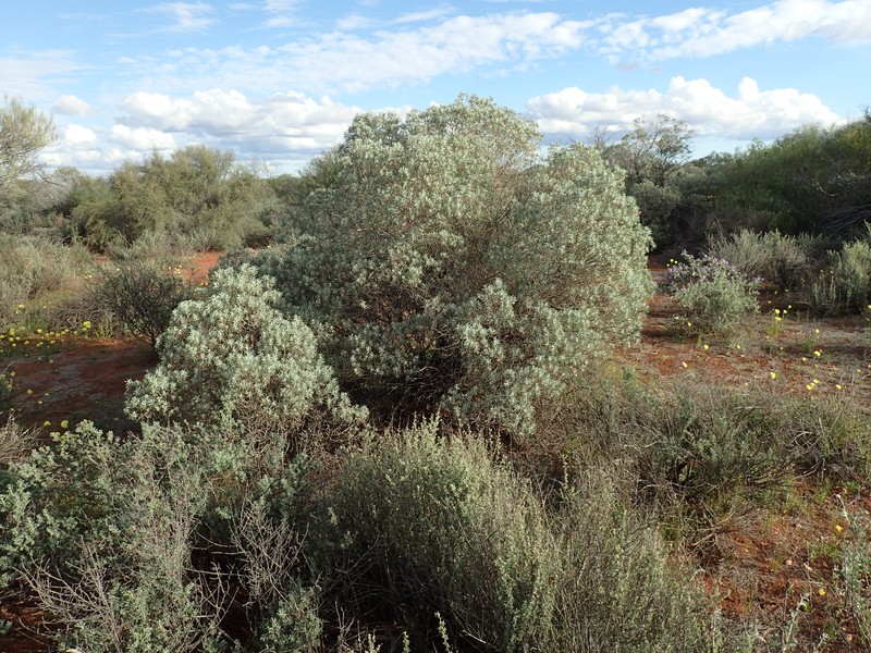 Eremophila pterocarpa subsp. pterocarpa photo 2