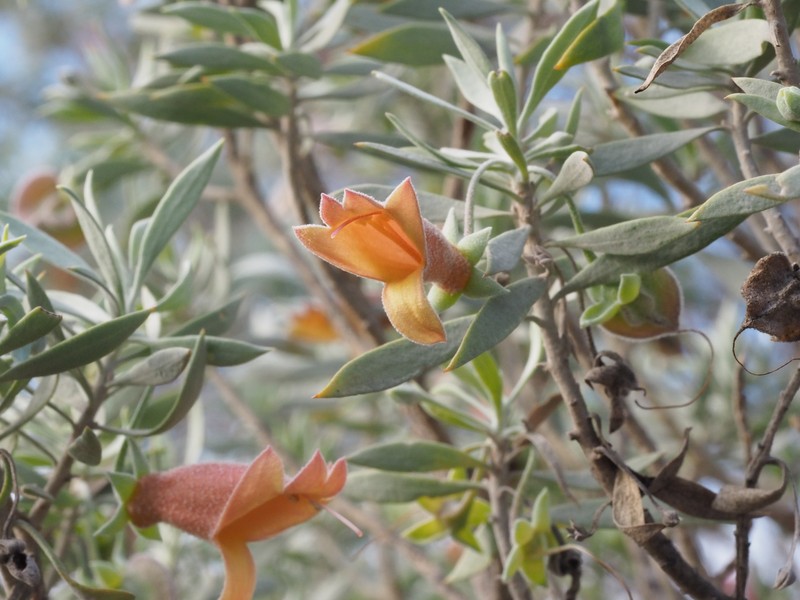 Eremophila pterocarpa subsp. pterocarpa photo 3