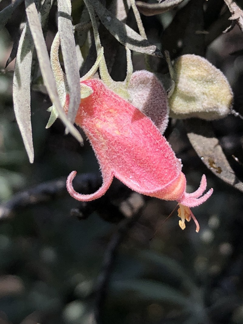 Eremophila pterocarpa subsp. pterocarpa photo 4