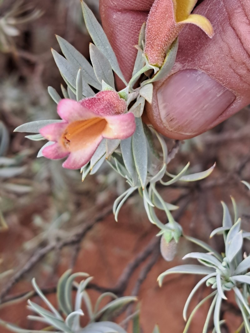 Eremophila pterocarpa subsp. pterocarpa photo 5