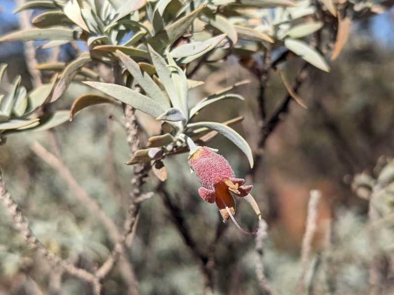 Eremophila pterocarpa subsp. pterocarpa photo 6