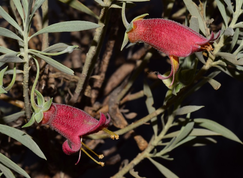Eremophila pterocarpa subsp. pterocarpa photo 7