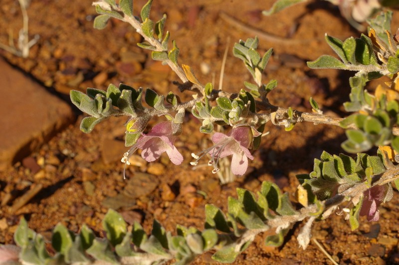 Eremophila pusilliflora