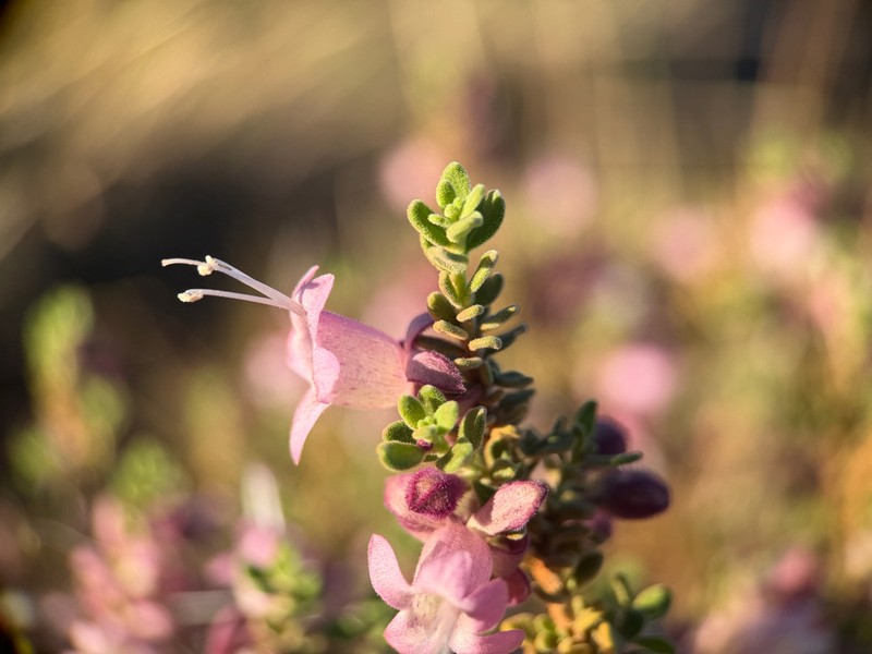 Eremophila pusilliflora photo 2