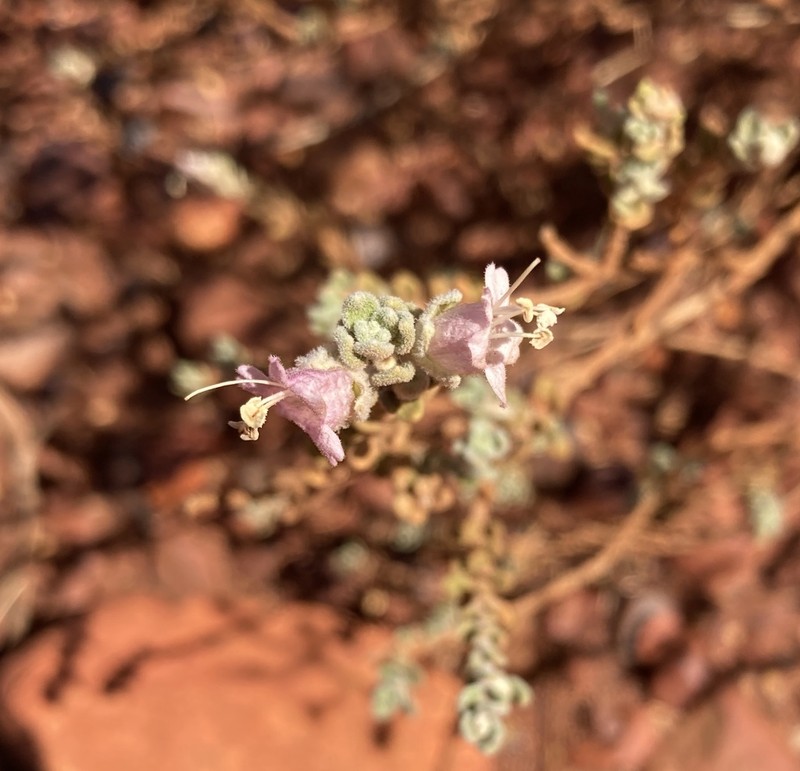 Eremophila pusilliflora photo 4