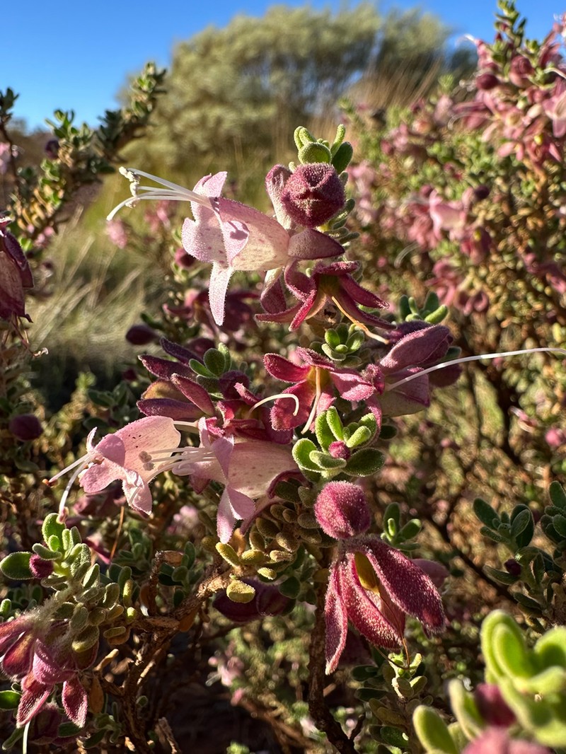 Eremophila pusilliflora photo 5