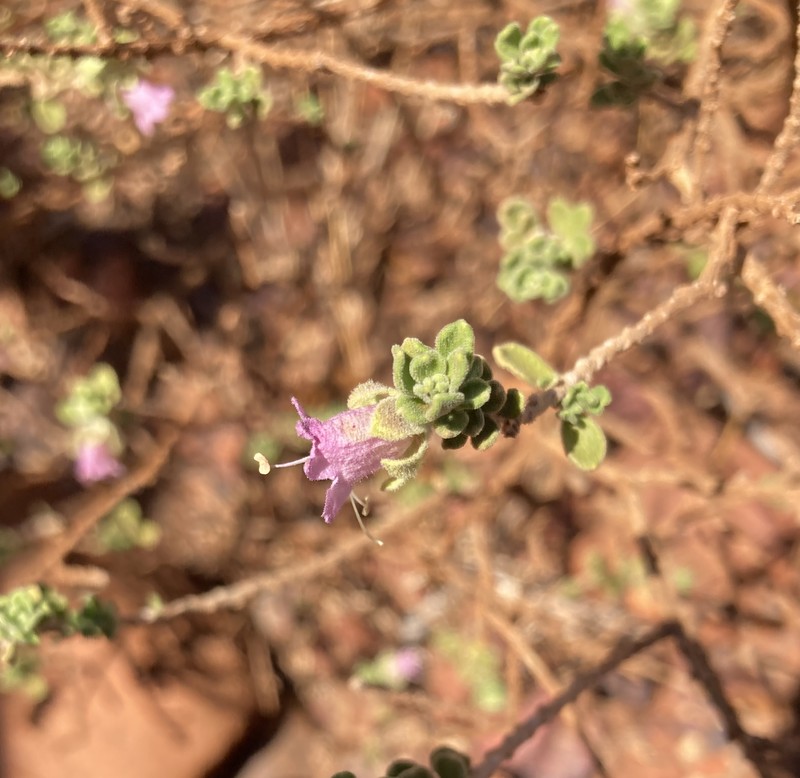 Eremophila pusilliflora photo 7