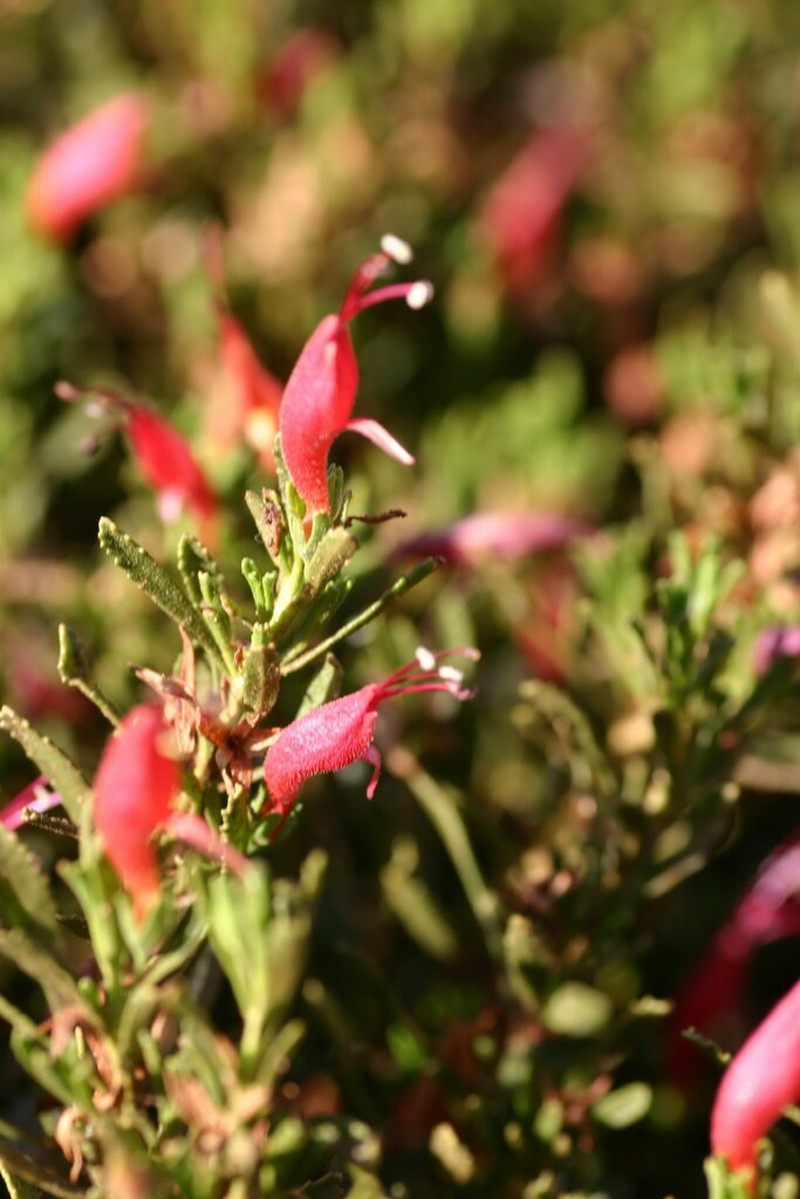 Eremophila rarissima