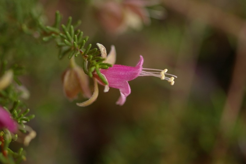 Eremophila regia