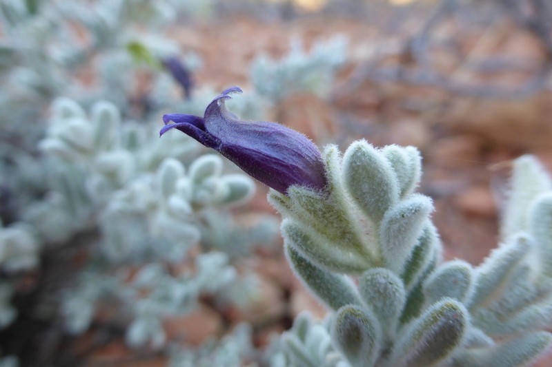 Eremophila resiliens