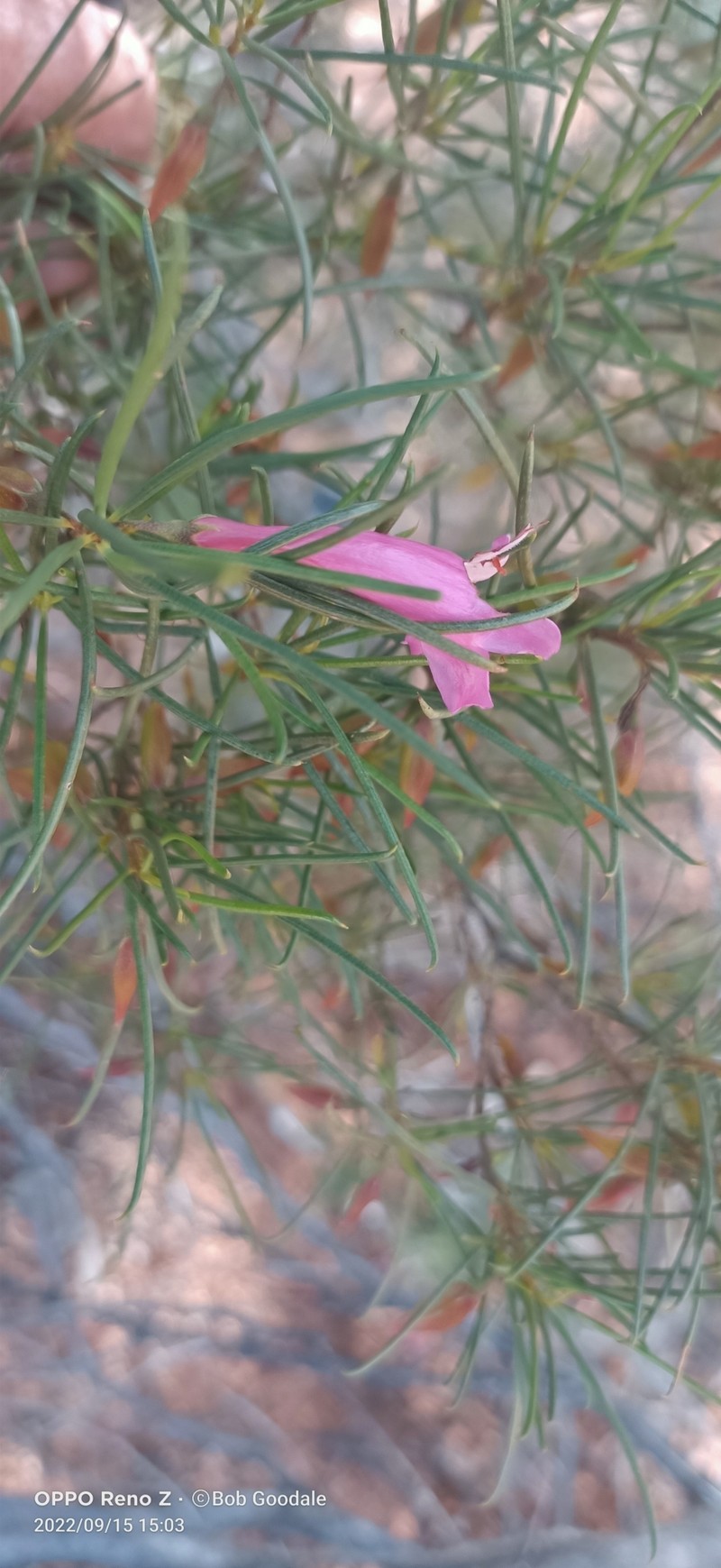 Eremophila rostrata subsp. rostrata
