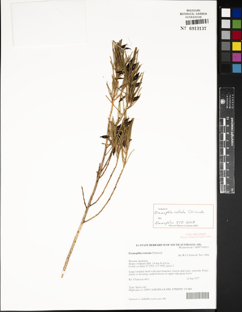 Eremophila rostrata subsp. rostrata photo 2