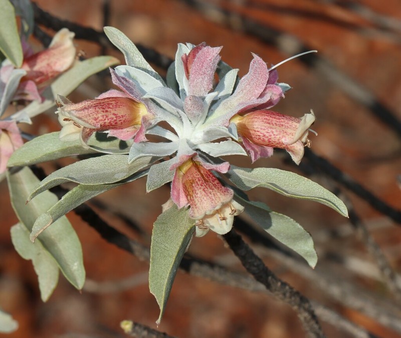 Eremophila rubicunda