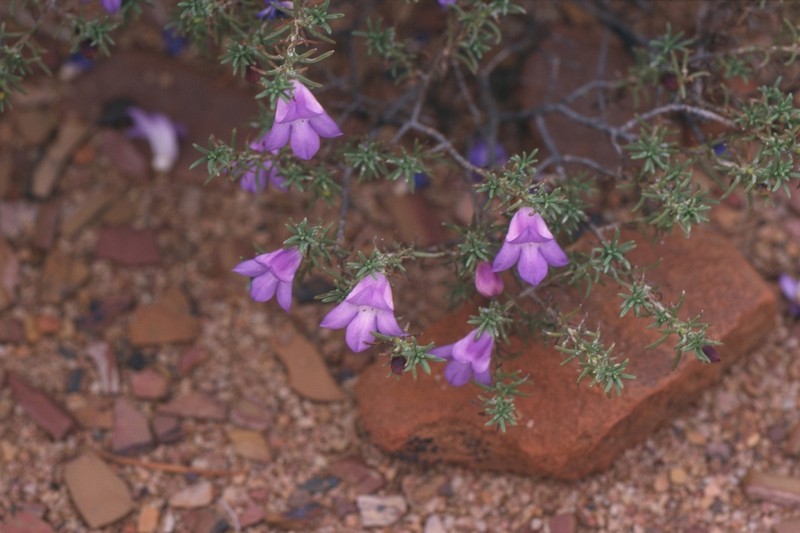Eremophila scrobiculata