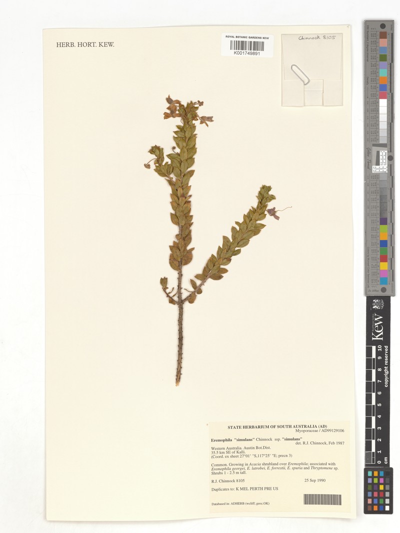 Eremophila simulans subsp. simulans